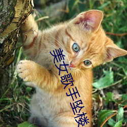 美女歌(歌)手坠楼(樓)