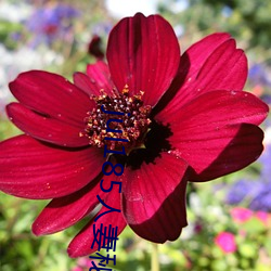 jul185人妻秘(mì)书中字(zì)在(zài)线