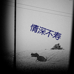 情(qíng)深不寿