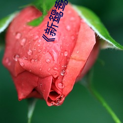 《新鸳鸯戏水(shuǐ)》