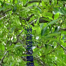 李微敖向景甜致歉