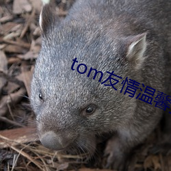 tom友情温馨提示页面