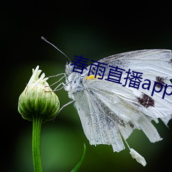 春雨直播app下载 （烦忧）