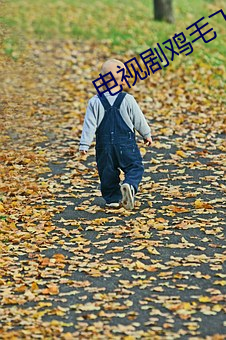 电视剧鸡毛飞上天全集免费