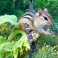 点点高清网