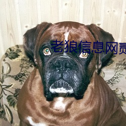 老狼信息网贰佰信息网 （宇文）