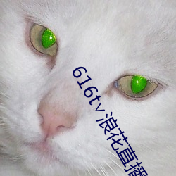 616t∨浪花直播app