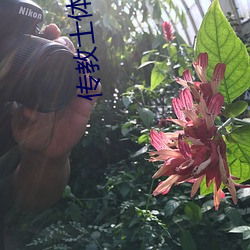 传教士体位