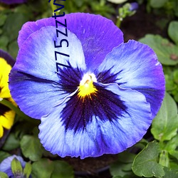 775zztv泡芙直播 （引古喻今）