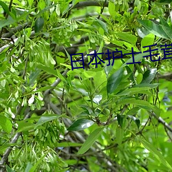 日本护士毛茸茸