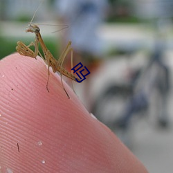 吗 （早知今日，悔不当初）