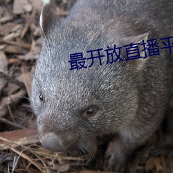 最开放直播平台排行榜2022