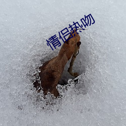 情侣热吻