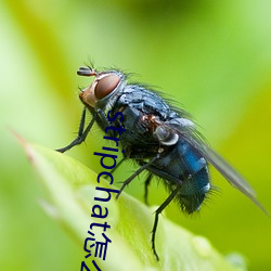 stripchat怎么进去