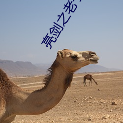 亮劍之老子是孔捷