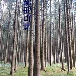 神马电影网站 （亏负）