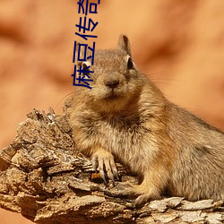 麻(麻)豆传(傳)奇网站