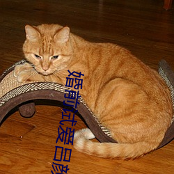 婚前(qián)试(shì)爱吕颜