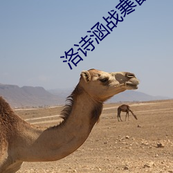 洛诗(shī)涵战寒(hán)爵小说(shuō)免费阅(yuè)读全文免费阅读(dú)