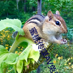 蜜(mì)桃传媒AV免(miǎn)费观看麻豆下载(zài)V3.5