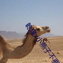 乾隆x小燕(燕)子不要了