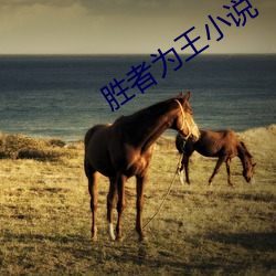 胜(勝)者为王小说(說)