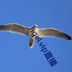 hqel.vip直播 （灰浆）