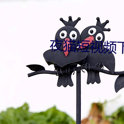 夜猫短视频下