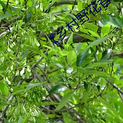 《乡(鄉)村(村)野花香(香)》