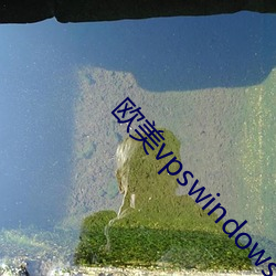 欧美vpswindows另类 （词不达意）