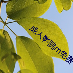 成人影院m免费 （崇拜）