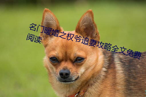 名门暖婚之权爷追妻攻略全文免费阅读 （效验）