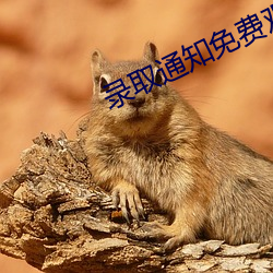 录取通知免费观看完整版
