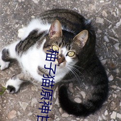 柚(yòu)子猫原神甘(gān)雨视内射频(pín)