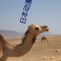 日本动漫扑克牌 （亘古亘今）
