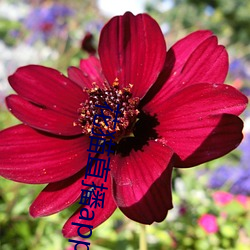 花猫(māo)直播app