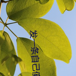 发一条自己傻的朋友圈