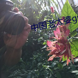 中国老太婆granhytrube