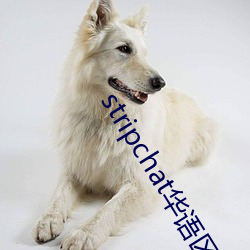 stripchat华语区 （发号布令）