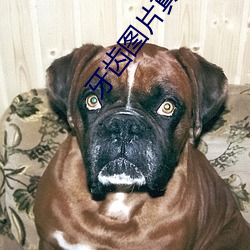牙齿(chǐ)图片真人大全图