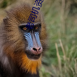 老司機資源網