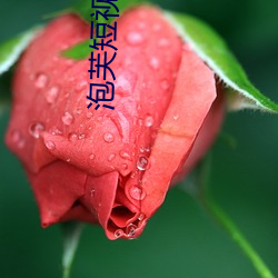 泡芙短视(shì)频入口