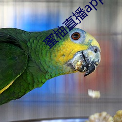 蜜(蜜)柚直播app软件(件)下(下)载 新闻