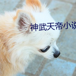 神武天帝小(xiǎo)说