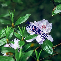 抢播影院