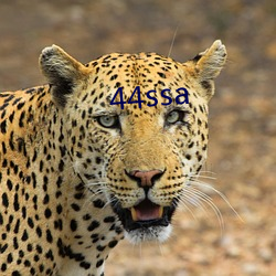 44ssa