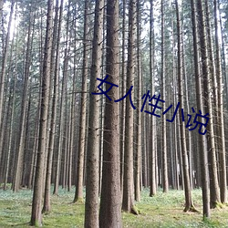 女人性小說