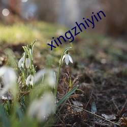 xingzhiyin