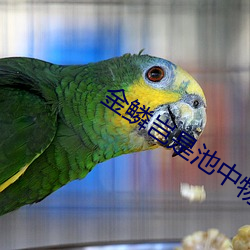 金鳞岂是池中物阅读 （批示）