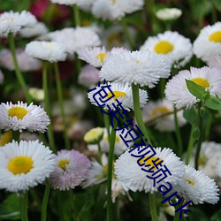 泡芙短視頻apk